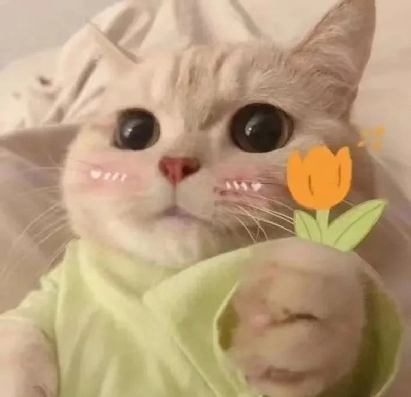 meme con mèo cảm ơn