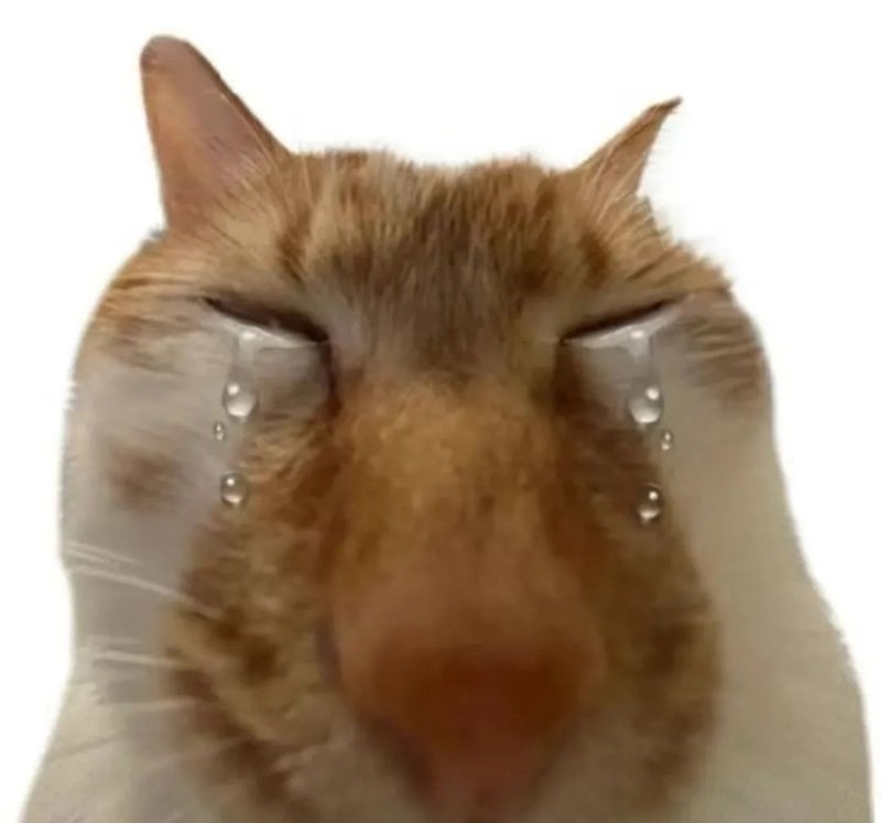 meme con mèo khóc