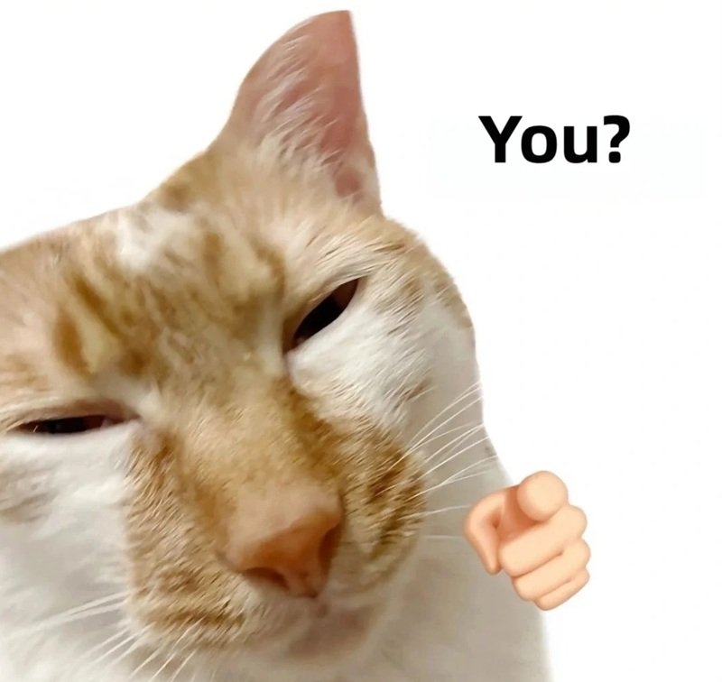 meme mèo bựa 6