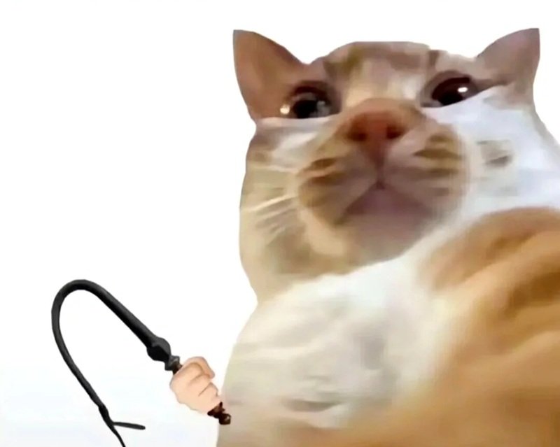 meme mèo bựa cute