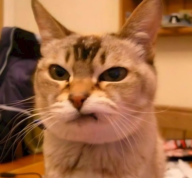 meme mèo cười 11