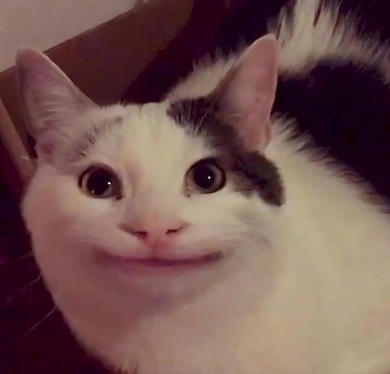 meme mèo cười 12