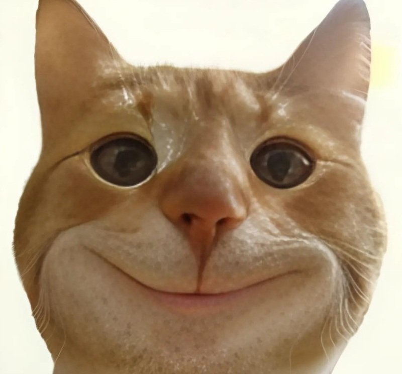 meme mèo cười 13