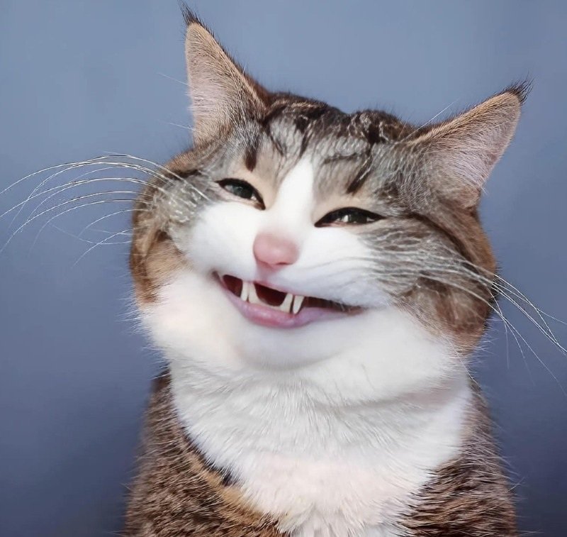 meme mèo cười 14