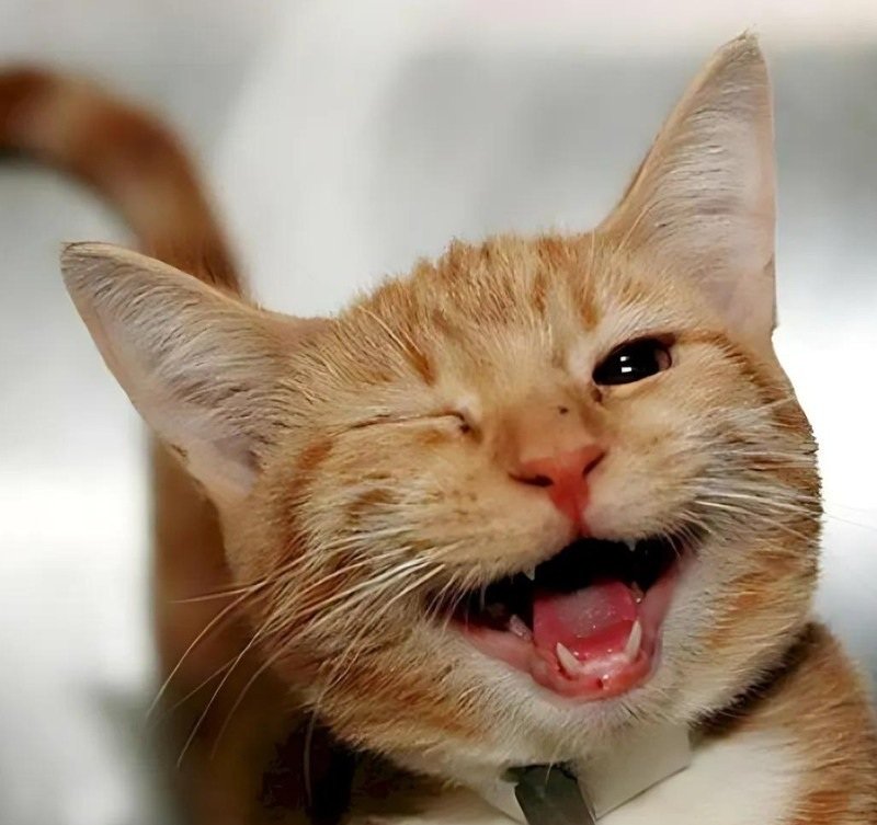 meme mèo cười 15