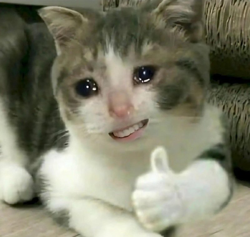 meme mèo cười 16