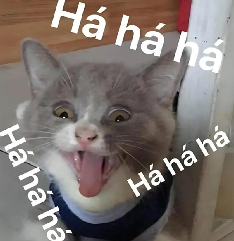 meme mèo cười 17