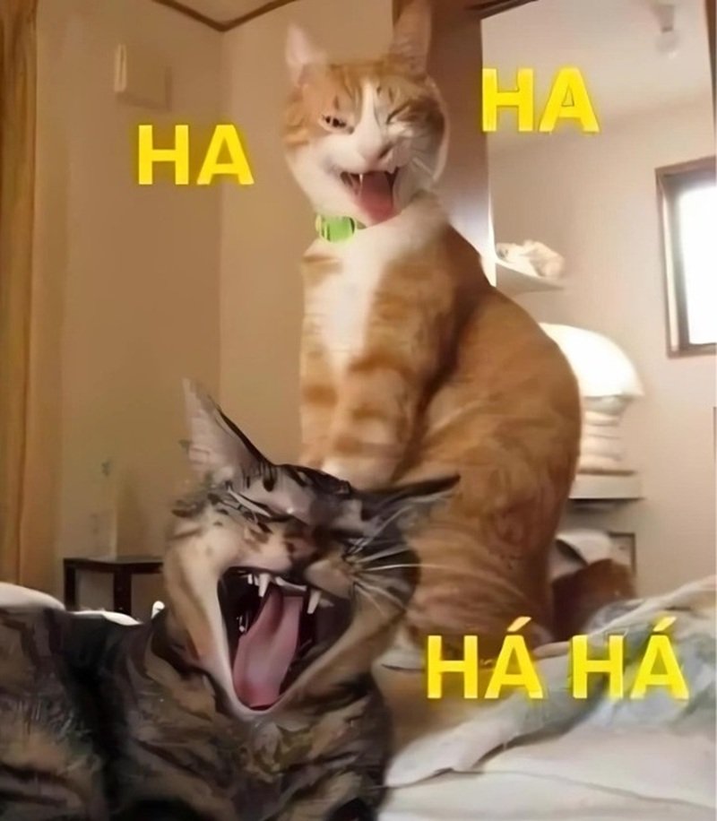 meme mèo cười 18