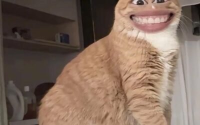 meme mèo cười 19