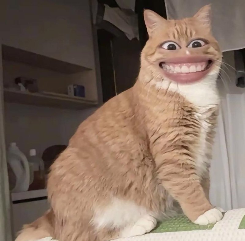 meme mèo cười 19