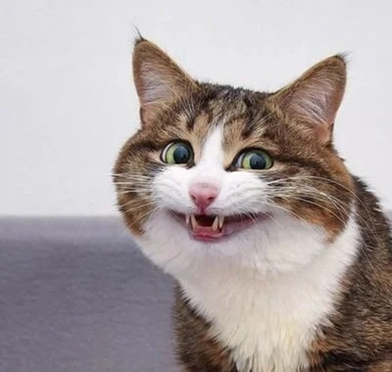 meme mèo cười 22