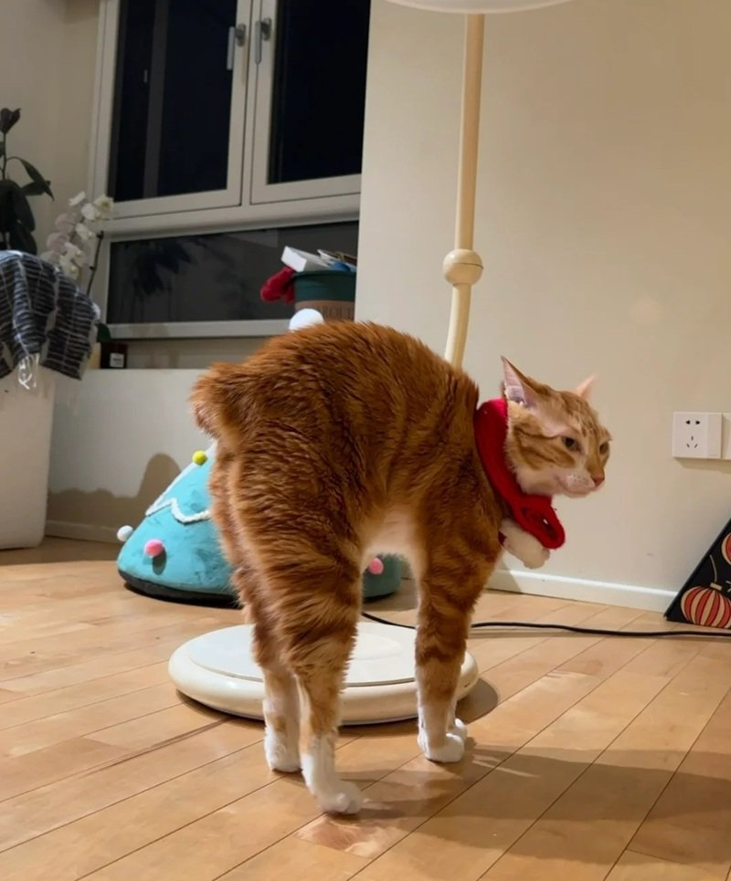 meme mèo cười 26