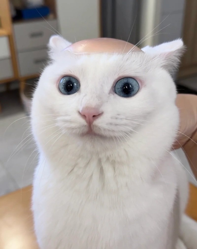 meme mèo cười 27