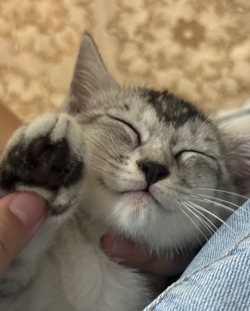 meme mèo cười 28