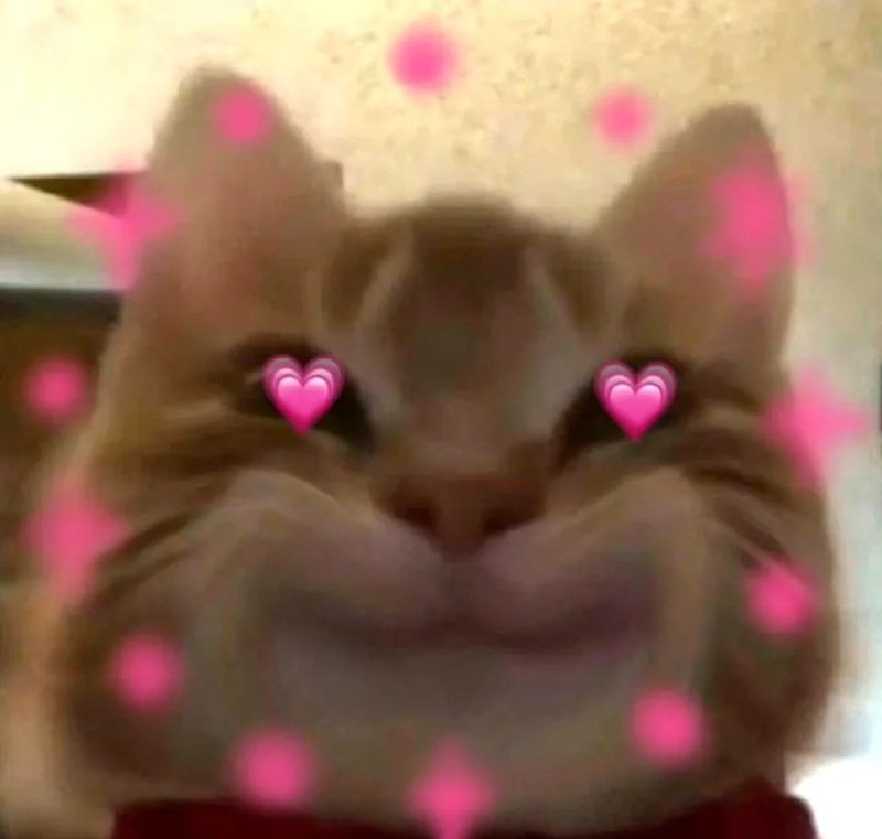 meme mèo cười 29