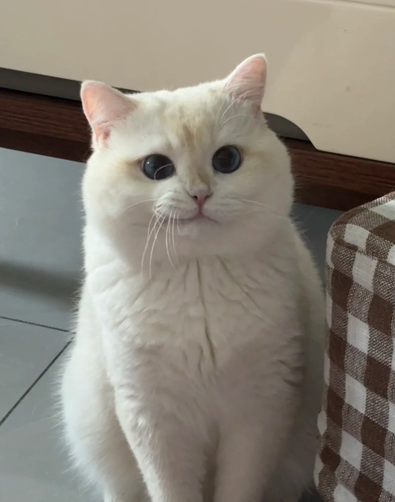 meme mèo cười 30