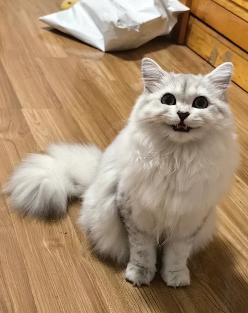 meme mèo cười 31