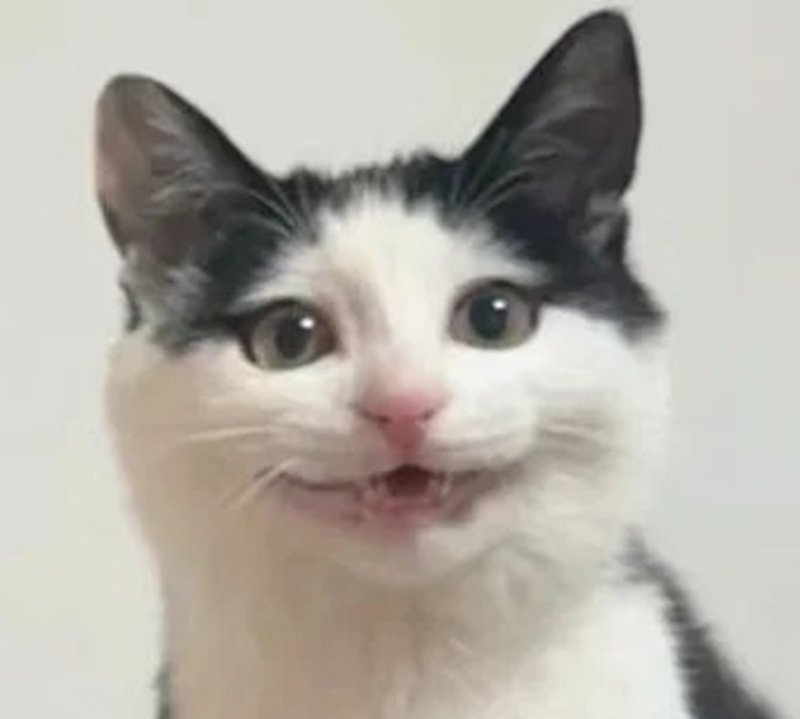 meme mèo cười 34