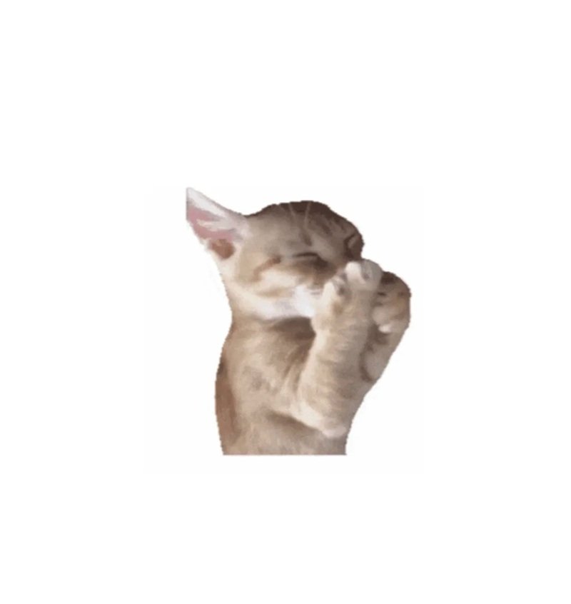 meme mèo cười 35