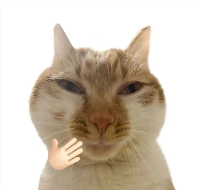 meme mèo cười bựa