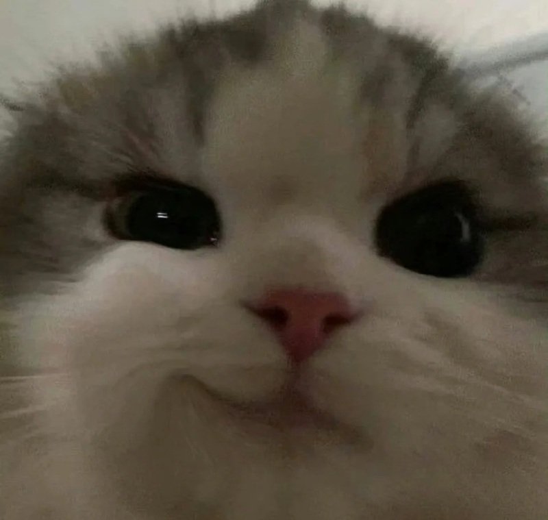 meme mèo cười đểu