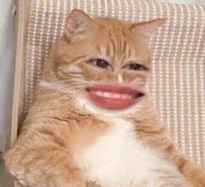 meme mèo cười hài