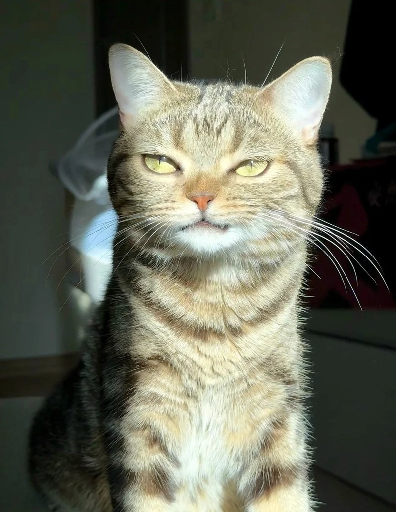 meme mèo cười khẩy