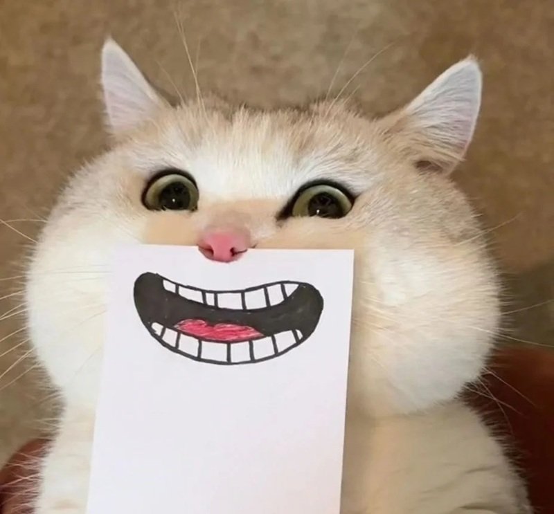 meme mèo cười nhe răng