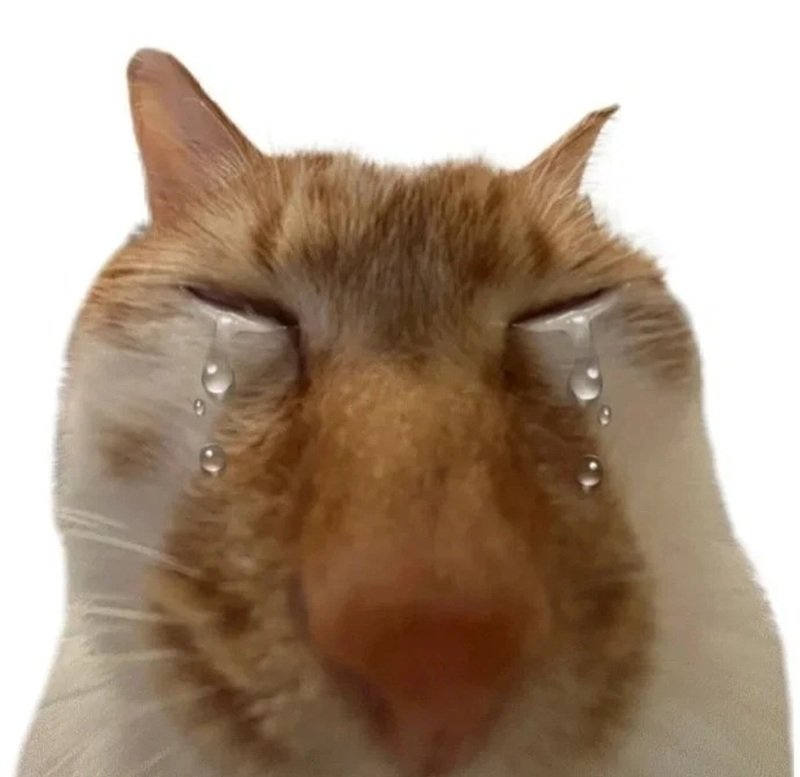 meme mèo khóc 6