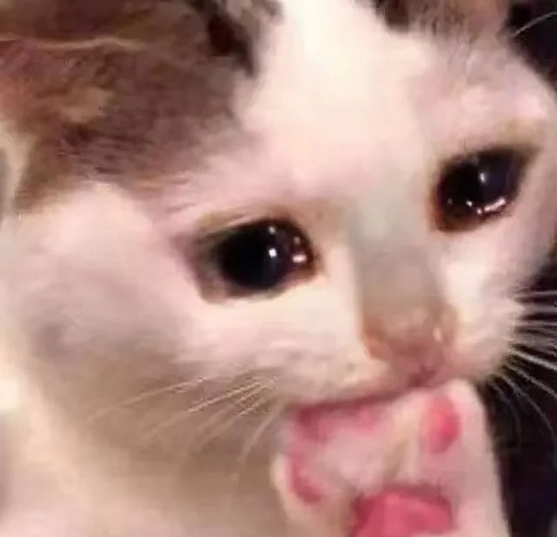 meme mèo khóc che miệng