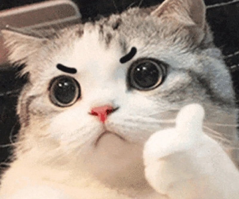 meme mèo khóc like