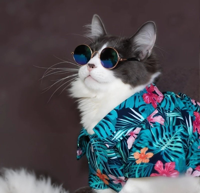 mèo vô tri ngầu 6