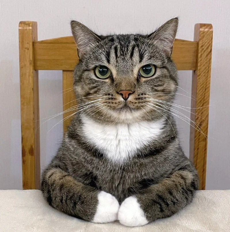 mèo vô tri ngầu 7