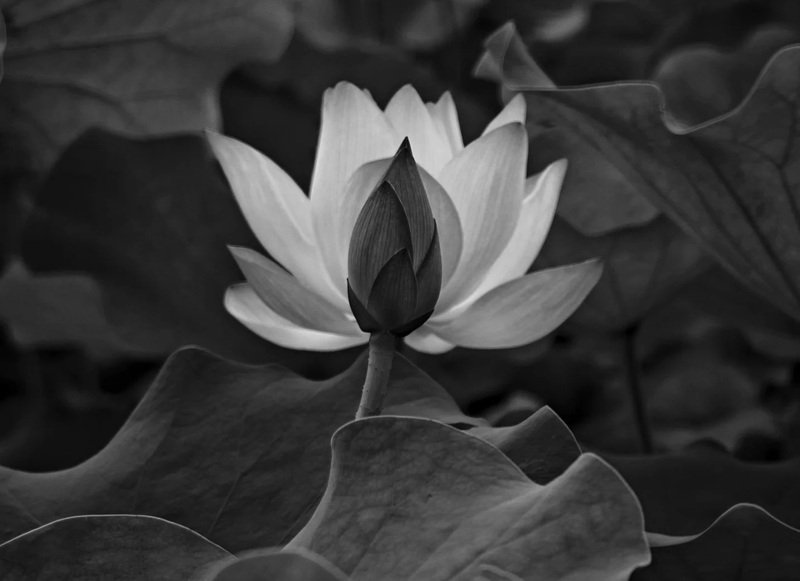 ảnh hoa sen đen 11