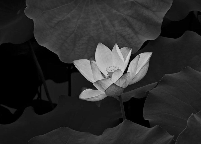 ảnh hoa sen đen 12