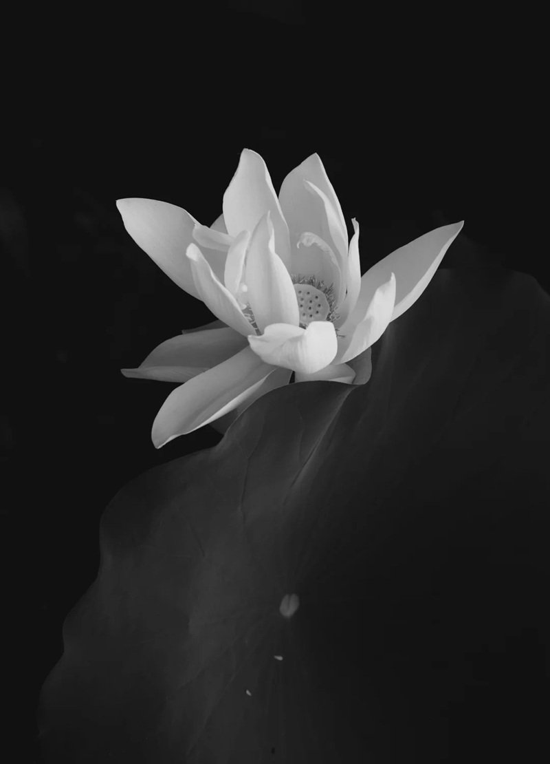 ảnh hoa sen đen 17