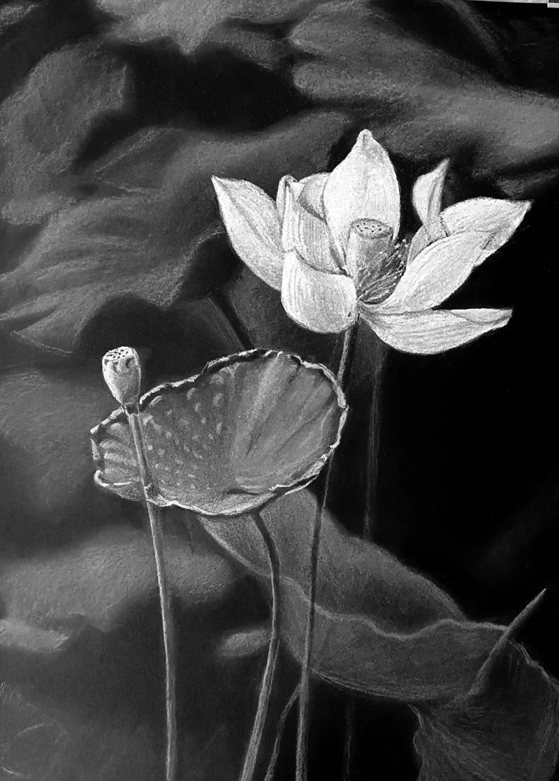 ảnh hoa sen đen 19