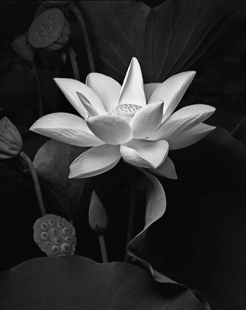 ảnh hoa sen đen 2