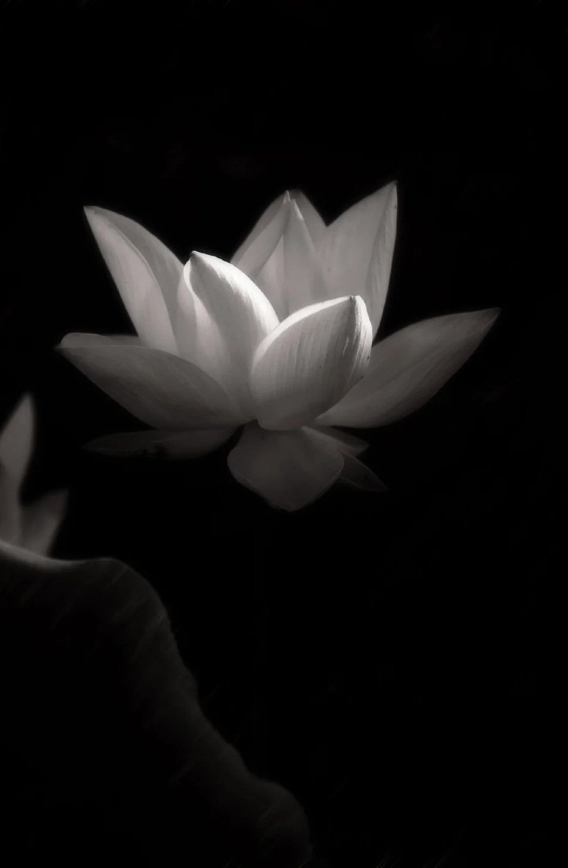 ảnh hoa sen đen 21