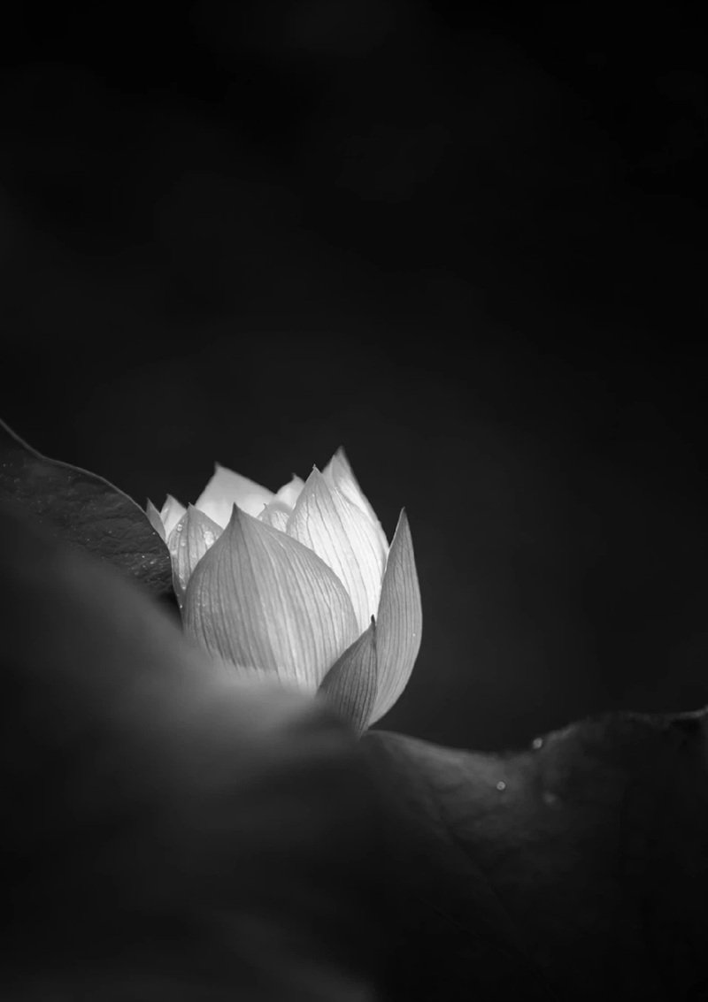 ảnh hoa sen đen 23