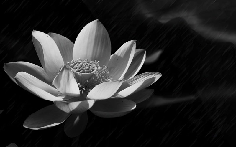 ảnh hoa sen đen 24