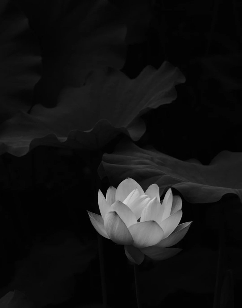 ảnh hoa sen đen 29