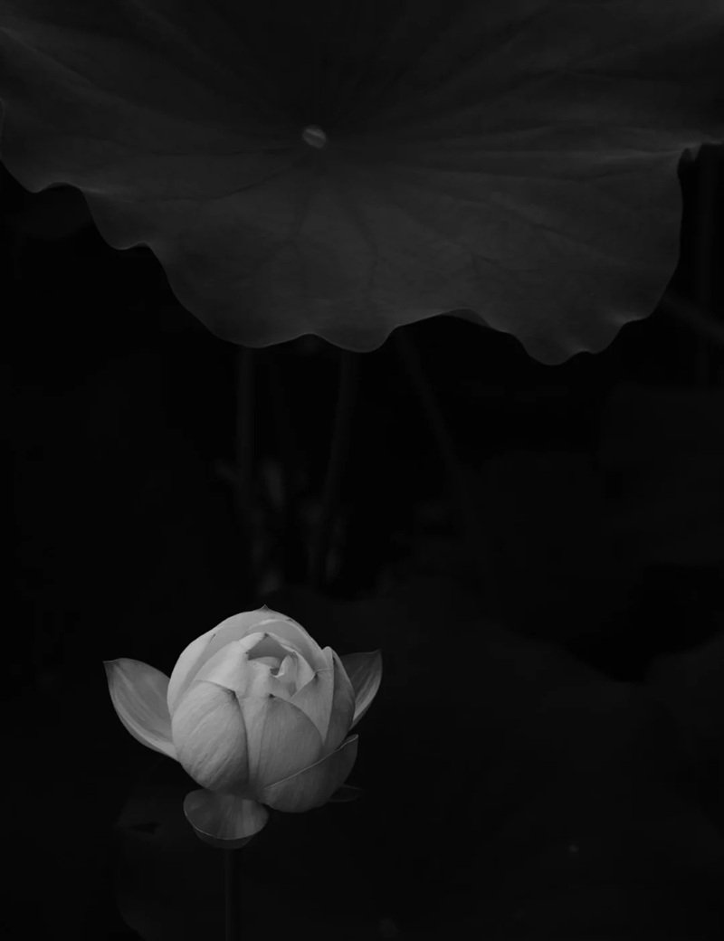 ảnh hoa sen đen 31