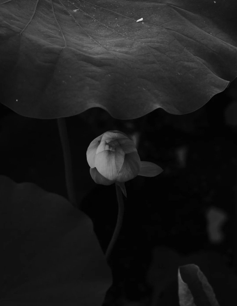 ảnh hoa sen đen 32