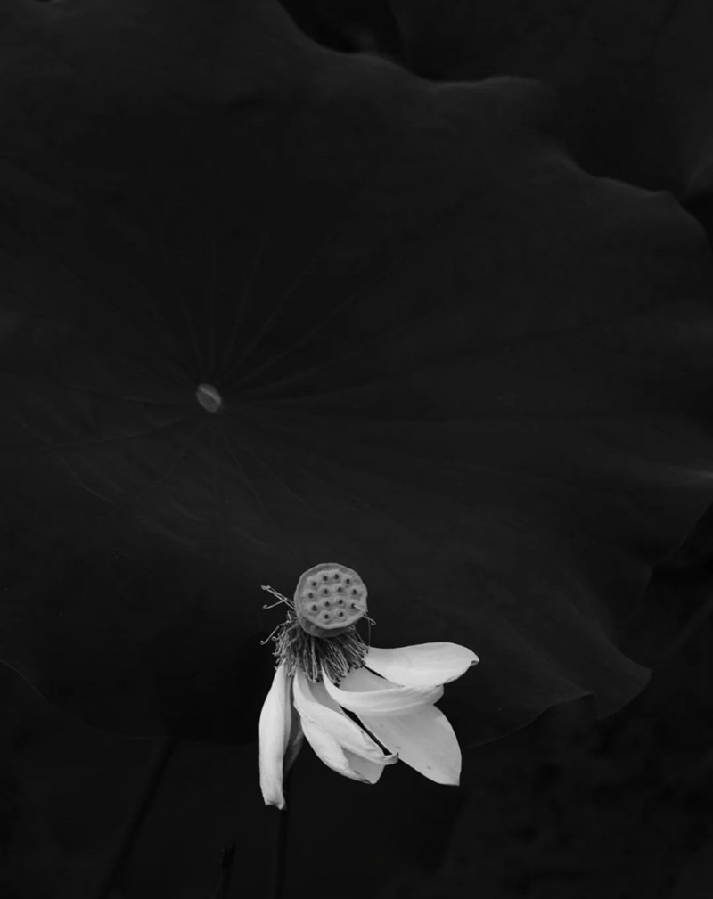 ảnh hoa sen đen 33