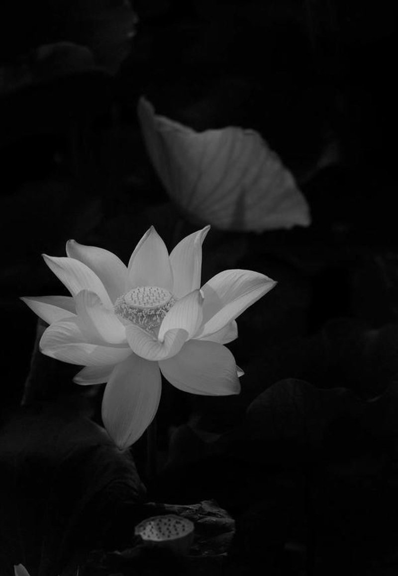 ảnh hoa sen đen 4