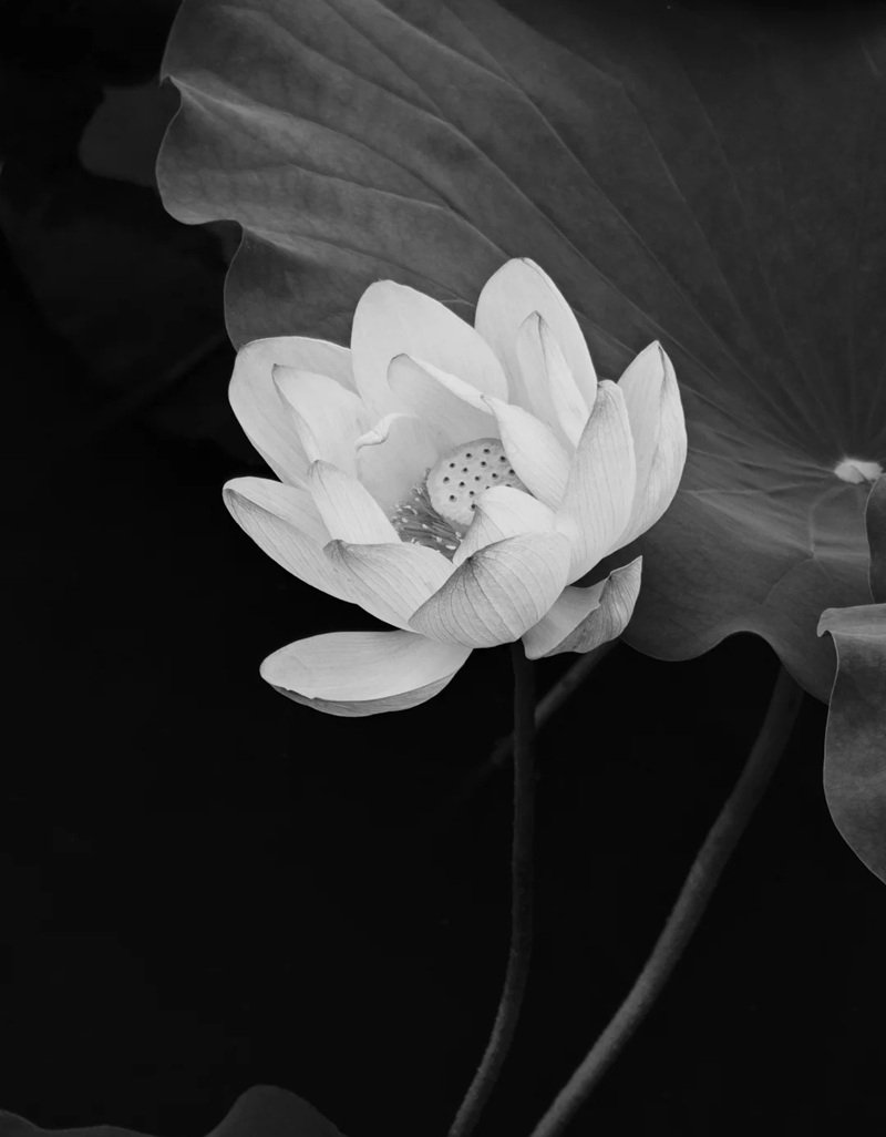 ảnh hoa sen đen 9