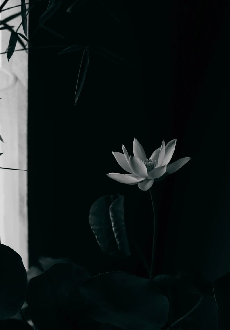 ảnh hoa sen đen buồn