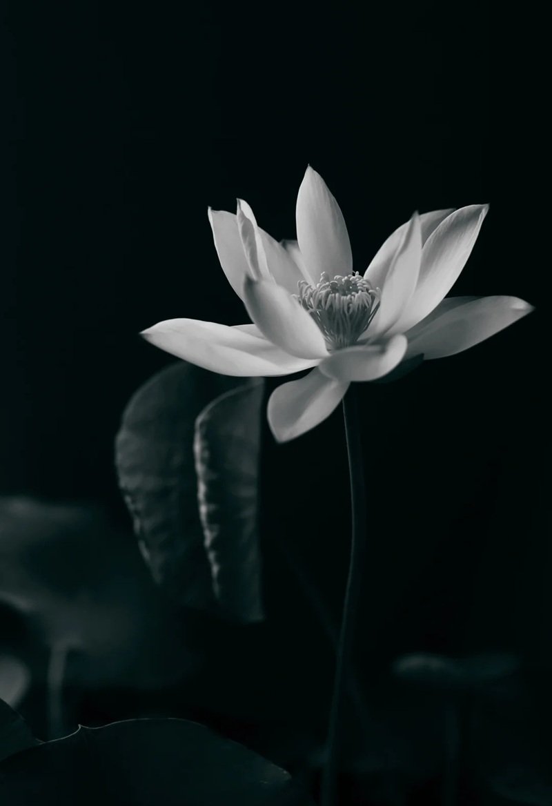 ảnh hoa sen đen full hd