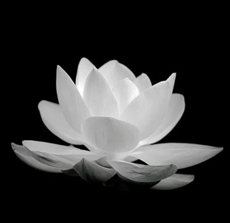 ảnh hoa sen đen tang lễ